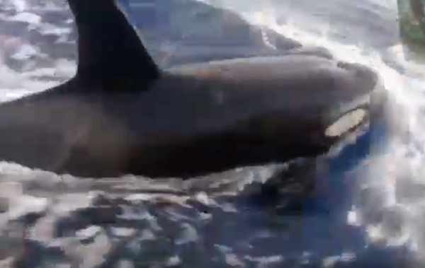 Situação inusitada aconteceu na costa da Praia da Espera (Foto: Reprodução)