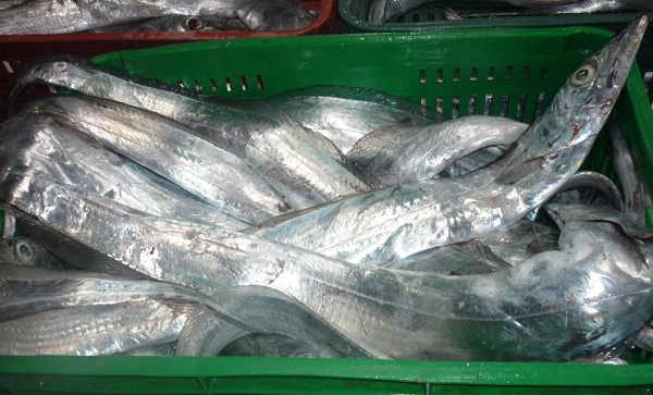Lote de peixe espada congelado enviado ao país testou positivo para a Covid-19 (Foto: Reprodução)