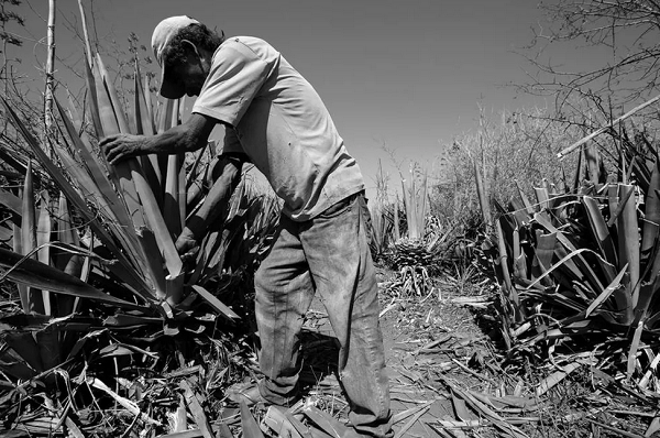 Trabalhador em produção de sisal, no centro-norte da Bahia (Foto: Divulgação | Subsecretaria de Inspeção do Trabalho)
