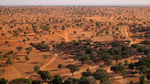 O Saara e o Sahel têm muito mais árvores do que se pensava (Foto: Martin Brandt | BBC)