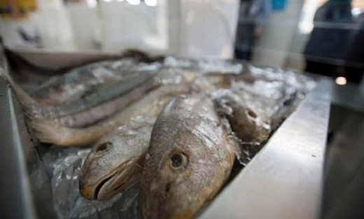 Associada ao consumo de peixe, a síndrome pode afetar função do rim e levar à insuficiência renal aguda (Foto: Reprodução)