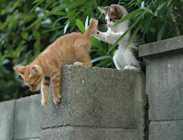 Se uma pessoa trai repetidamente nossa confiança sem se arrepender, não precisamos continuar a nos associar ou a ser vulneráveis a ele/a. No entanto, também não devemos abrigar amargura nem permitir que as ações dessa pessoa impeçam nossos relacionamentos com outras pessoas (Hebreus 12:14–15) - Imagem Ilustrativa