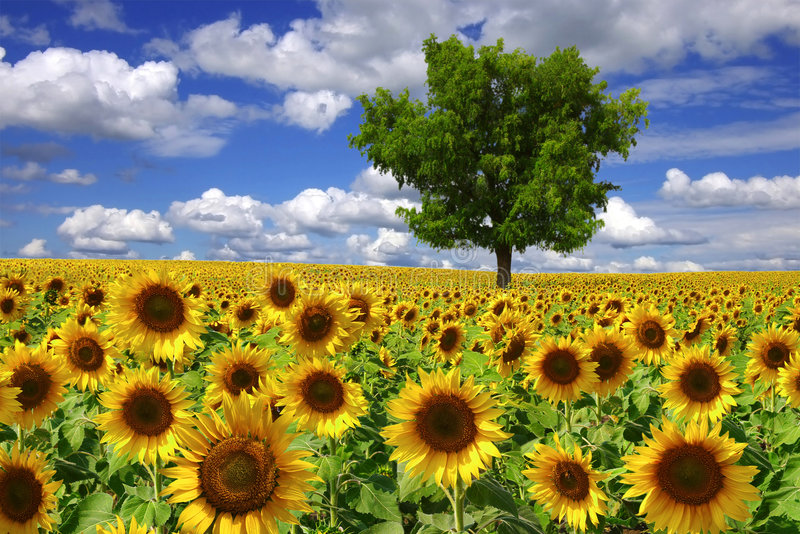 ‘(...)Porque a profecia nunca foi produzida por vontade de homem algum, mas os homens santos de Deus falaram inspirados pelo Espírito Santo’. (2 Pedro 1:21) - Ilustração Google