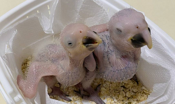 Filhotes de ararinhas-azuis (Foto: Divulgação)