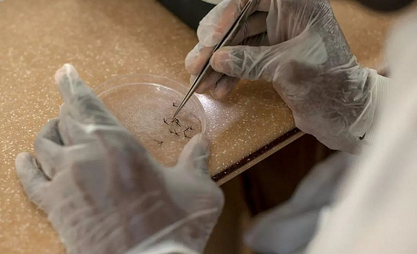 Secretaria Estadual de Saúde confirmou 35 casos nesta terça-feira, 6 (Foto: Reprodução)