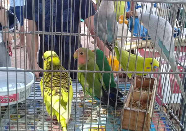 Proposição tem como objetivo alterar a Lei de Proteção à Fauna (Lei nº5.197, de 3 de janeiro de 1967), para proibir a criação de pássaros em gaiolas e viveiros domésticos ou comerciais em todo território nacional (Foto: Reprodução)