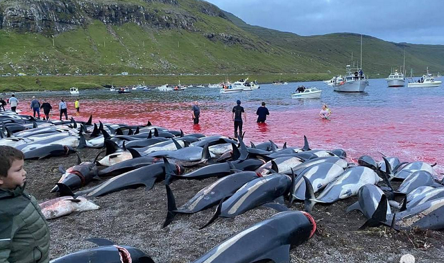 Massacre de golfinhos na praia de Skálabotnur, nas Ilhas Faroe (Foto: Reprodução/Instagram)