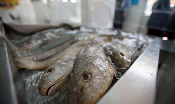 Doença de Haff é causada por uma toxina que pode ser encontrada em peixes como o tambaqui, o badejo, a arabaiana ou em crustáceos, como a lagosta, o lagostim e o camarão (Foto: Reprodução)