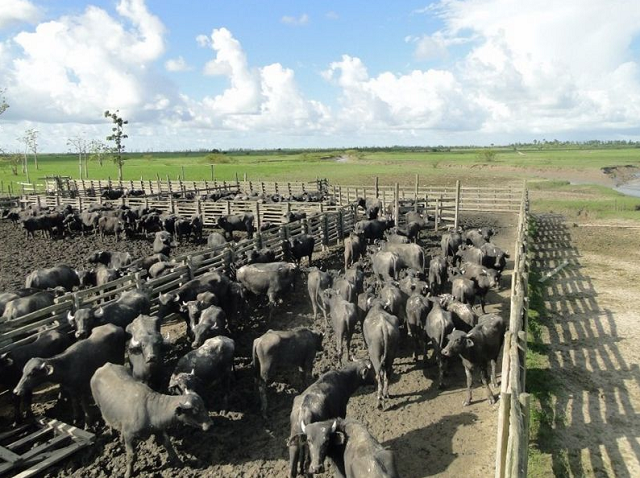 Criação de búfalos pode ter contribuído com a morte da foz do Araguari e favorecido a salinização do Amazonas (Foto: Batalhão Ambiental do Amapá)