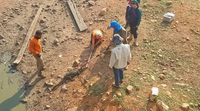 Cerca de 70 jacarés desnutridos e desidratados foram translocados de um corixo seco do Rio Pixaim, em Poconé (Mato Grosso) (Foto: Ecotrópica/Divulgação/Estadão)