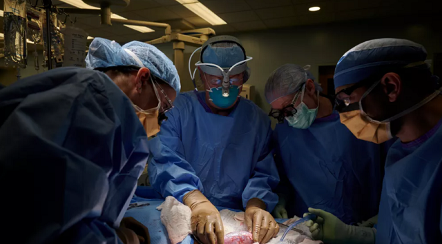 Cirurgiões dos EUA testam com sucesso transplante de rim de porco em humano (Foto: NYU Langone Health/Reuters)