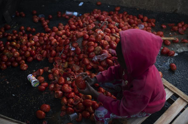 Criança busca tomates comestíveis no lixo no Rio de Janeiro em agosto de 2021; pandemia piorou problema da fome em famílias brasileiras (Foto: Getty Images)