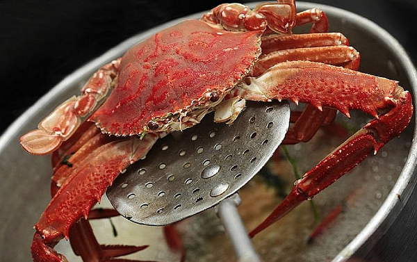 Polvos, caranguejos e lagostas, tradicionalmente cozidos ainda vivos, são capazes de sentir dor. Aponta estudo (Foto: Reprodução)