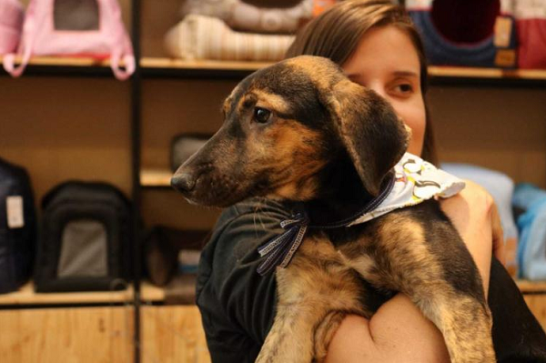 Interessado tem que ser maior de 18 anos e apresentar documento oficial com foto, além de passar por uma entrevista para avaliar as condições mínimas para cuidar de um pet (Foto: Reprodução)