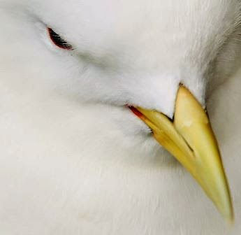 '(...)Não extingais o Espírito'. (1 Tessalonicenses 5:19)