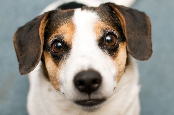 De acordo com a ciência, os cachorros são capazes de enxergar algumas cores, ao contrário do mito de que eles só enxergariam preto, branco e cinza (Foto: Reprodução)