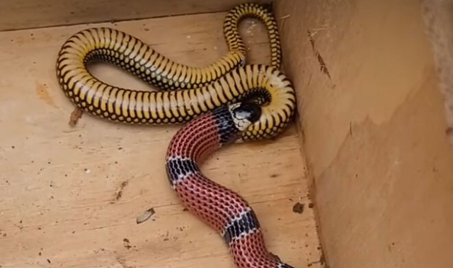 O registro foi divulgado pelo biólogo da Fundação Jaraguaense de Meio Ambiente (Fujama), Gilberto Duwe (Foto: Reprodução)