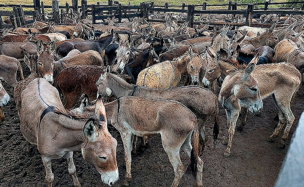 Ação visa evitar a extinção dos dos jumentos (Foto: Arquivo CORREIO)