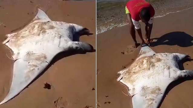 As raias-manta são espécies ameaçadas de extinção e a captura, transporte ou comercialização é proibida por lei (Foto: Divulgação/Projeto Mantas do Brasil)