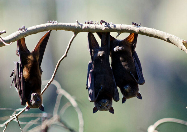 Morcego é um dos principais vetores da doença (Foto: John Wilson/AFP)
