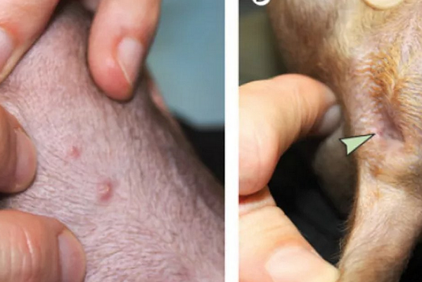 Acredita-se que o animal tenha sido infectado a partir dos donos (Foto: Reprodução)