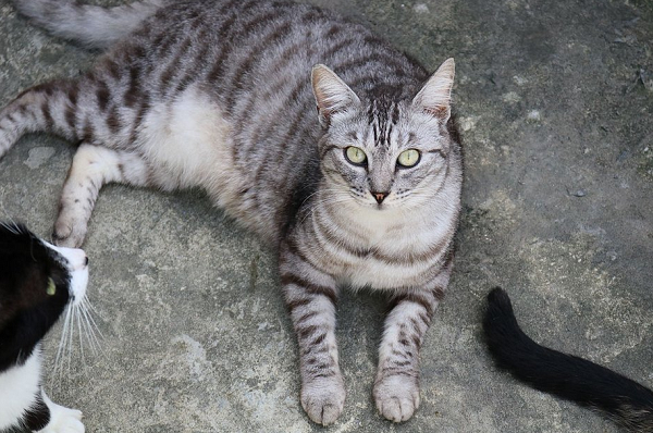 O abrigo acolhe desde animais filhotes até idosos (70% deles), vítimas de maus-tratos ou abandonos, estes, na maioria das vezes, na porta do espaço (Foto: Reprodução)
