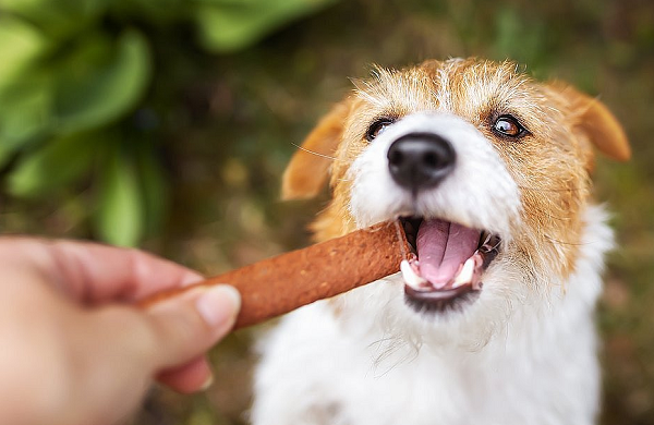 Ao menos 54 mortes suspeitas de pets são investigadas em todo o País (Foto: Shutterstock)