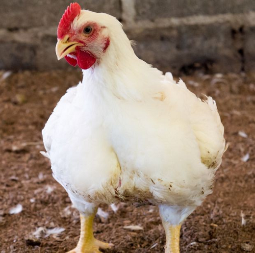 Chester não é um pavão nem um pato, como acreditam alguns (Foto: Reprodução)