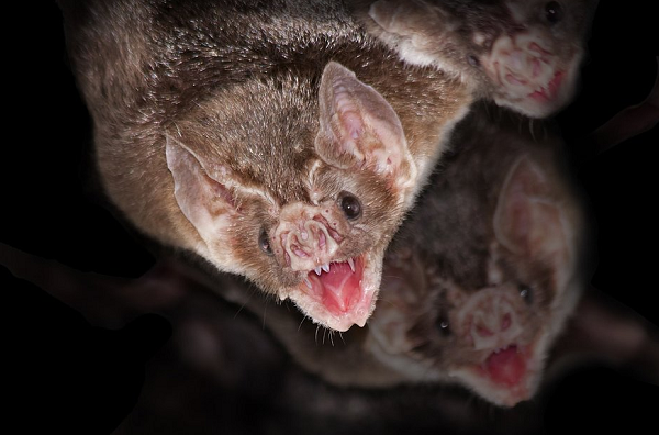 A Sesab não divulgou a espécie dos morcegos infectados, mas afirmou que não são do tipo que se alimenta de sangue (Foto: Shutterstock)