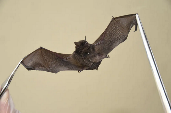 Embora sejam transmissores da raiva, os morcegos possuem grande importância ecológica no controle populacional de insetos (Foto: Divulgação)