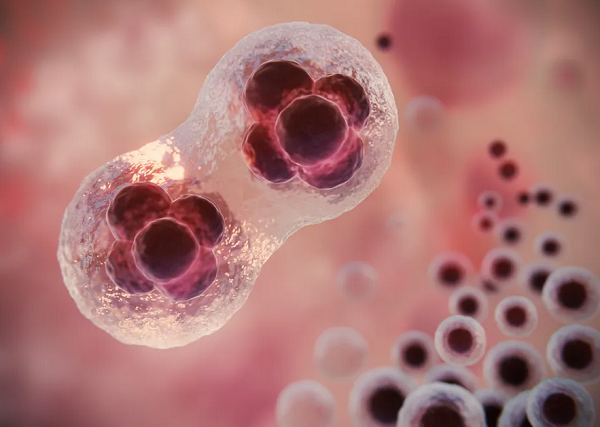 Cientistas criam primeiro embrião humano em laboratório (Foto: Reprodução/ANSA)