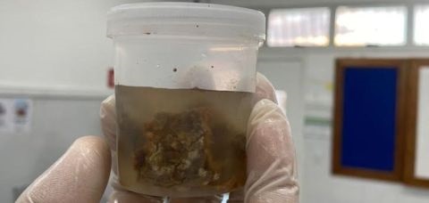 Comum no Nordeste, fruta pode ser uma biomassa renovável e se transformar em etanol - Foto: Divulgação