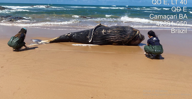 Filhote de baleia é foi encontrado morto em praia de Camaçari (Foto: Projeto Baleia Jubarte)