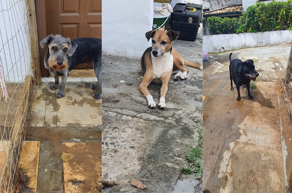 Animais estão disponíveis para adoção. Crédito: Reprodução