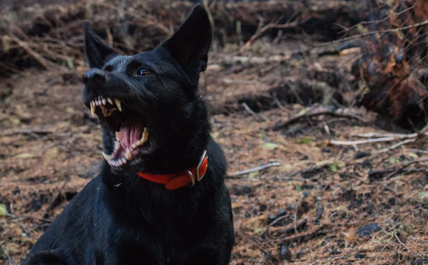Ciência mostra que não adianta culpar raças de cães por ataques a pessoas (Foto: Nick Bolton/Unsplash)