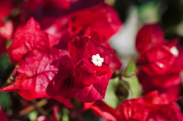 Primavera vai começar (Foto: Shutterstock)