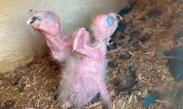 Ararinhas-azuis nascida em Curaçá há cerca de 10 dias (Foto: Divulgação/ACTP)