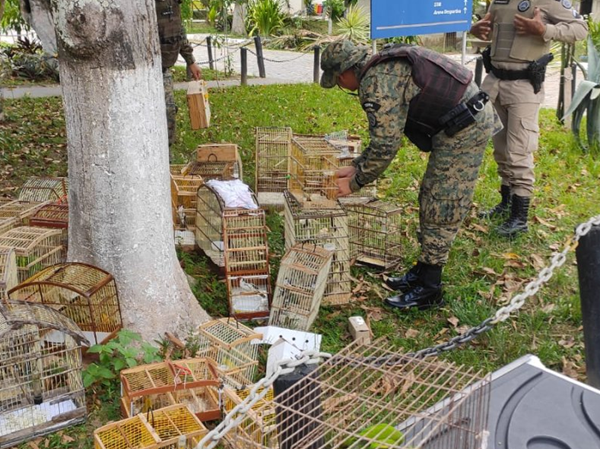 Policiais foram acionados através do Cicom e, ao chegarem ao local indicado, encontraram os animais presos em gaiolas (Foto: Reprodução)