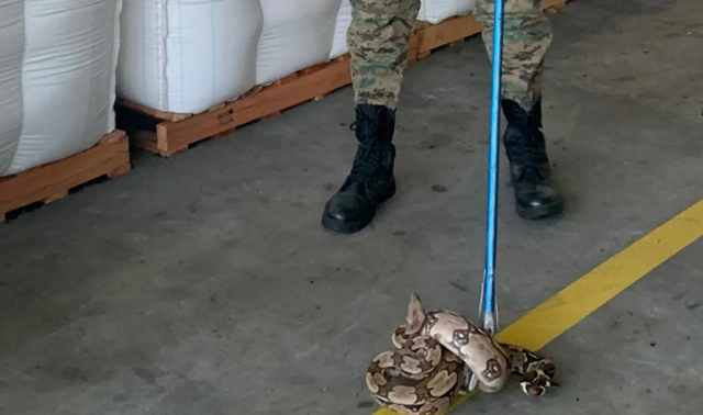 Resgate aconteceu na sexta-feira (8), em Camaçari (Foto: Polícia Militar da Bahia)