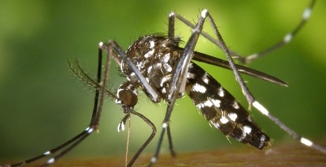 Segundo a Sesab, a vacinação será voltada para o público entre 10 e 14 anos, faixa etária em que há o maior número de hospitalizações por dengue (Foto: ilustrativa/Pexels)