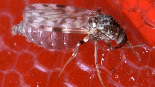 Em dois meses, doença infecciosa teve mais casos que em 2023 e infectologistas alertam para riscos de disseminação além da região Norte - Foto: Divulgação