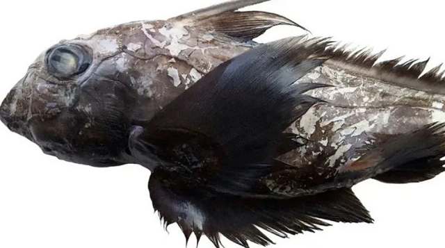 Animal encontrado pelos pesquisadores (Foto: David Ebert)