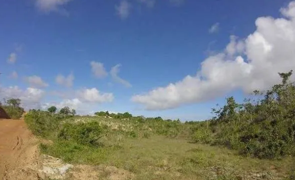 Um dos lotes da Fazenda Caratingui (Foto: Ilustratriva)