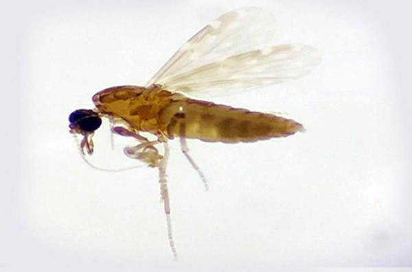 Técnicos da Vigilância Epidemiológica estão fazendo a captura do vetor, o mosquito Culicoides paraens - Divulgação