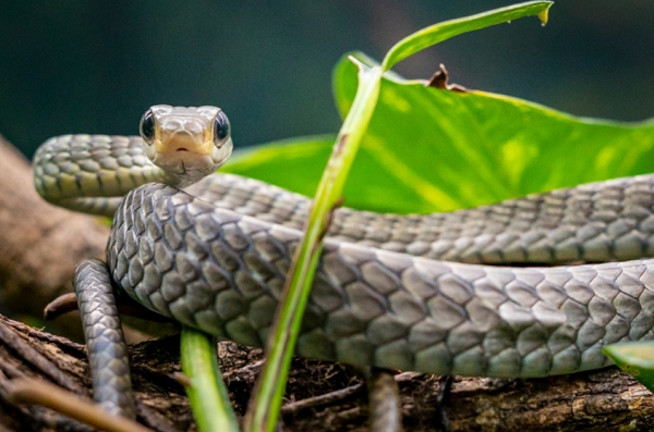Chironius exoletus, uma das espécies de cobra-cipó (Foto: Reprodução)