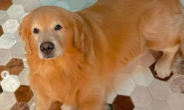 Joca, o golden retriever que morreu após ser mandado pela companhia aérea Gol para o estado errado (Foto: Reprodução/Redes socais)