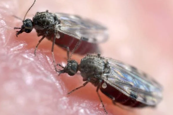 O mosquito maruim é o principal vetor de transmissão (Foto: Gzt.com)