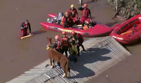 Cavalo é resgatado do telhado em Canoas, no RS (Foto: Reprodução)