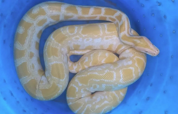 A píton não tem predadores no Brasil e são capazes de reproduzir-se por si só (Foto: Divulgação/PF)