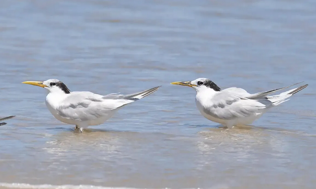 Vários casos foram detectados em humanos, mas ainda não houve nenhum contágio de pessoa para pessoa (Foto: © Wikimedia/Cláudio Dias Timm)